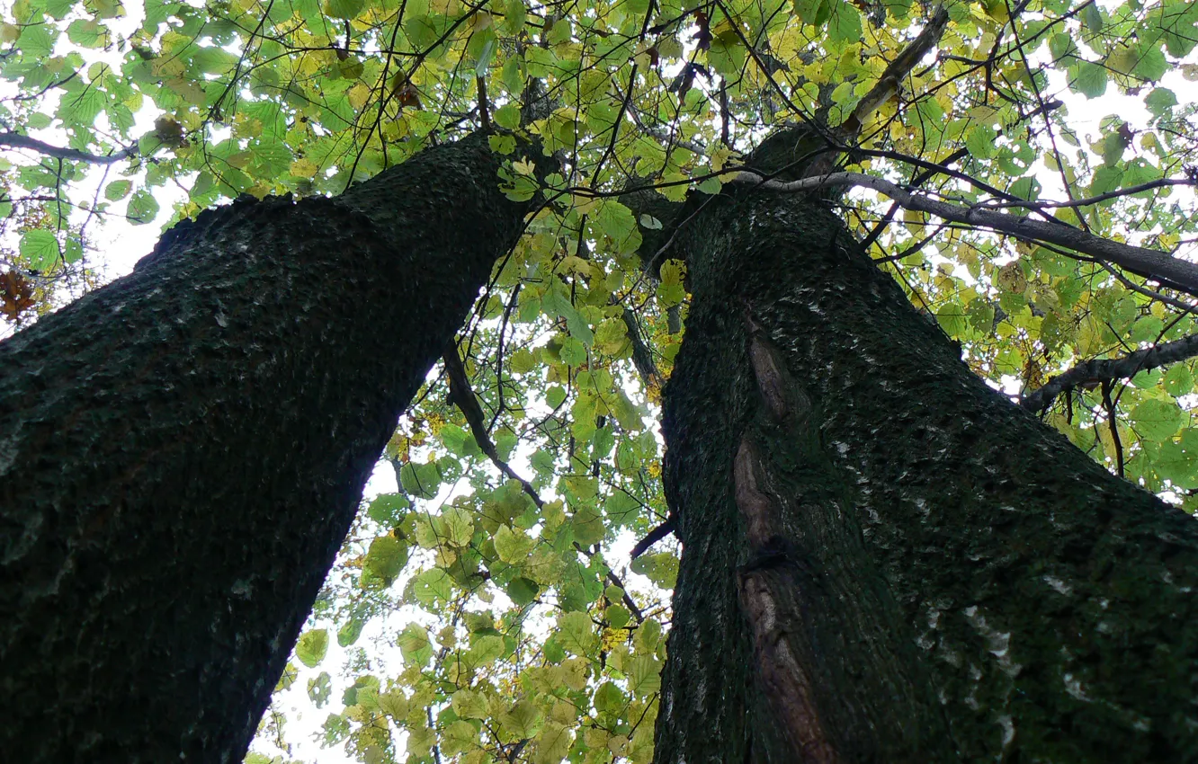 Photo wallpaper the sky, leaves, Belarus, tree, my photo