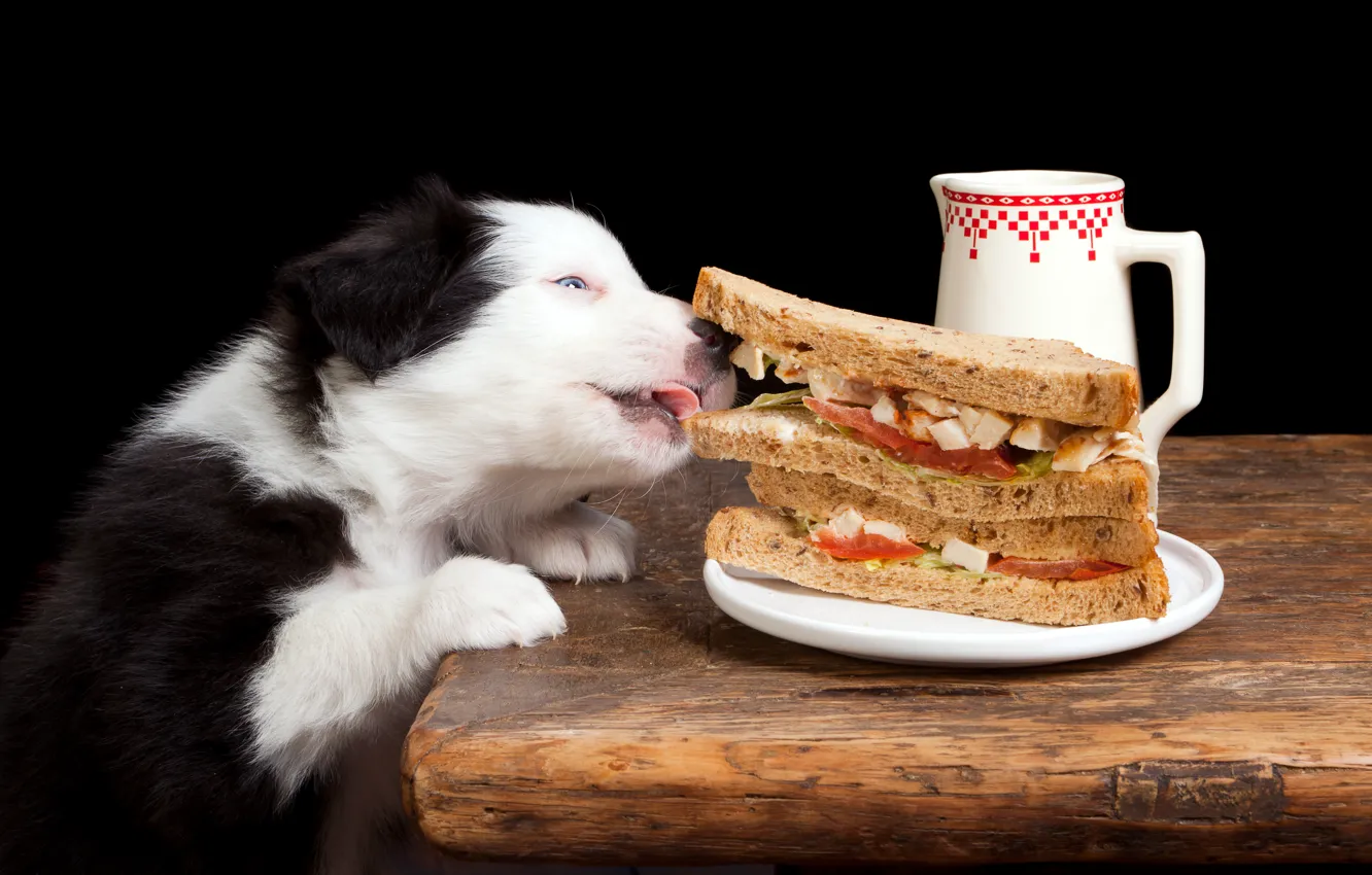 Photo wallpaper food, dog, sandwich, delicious, Dogs, The border collie