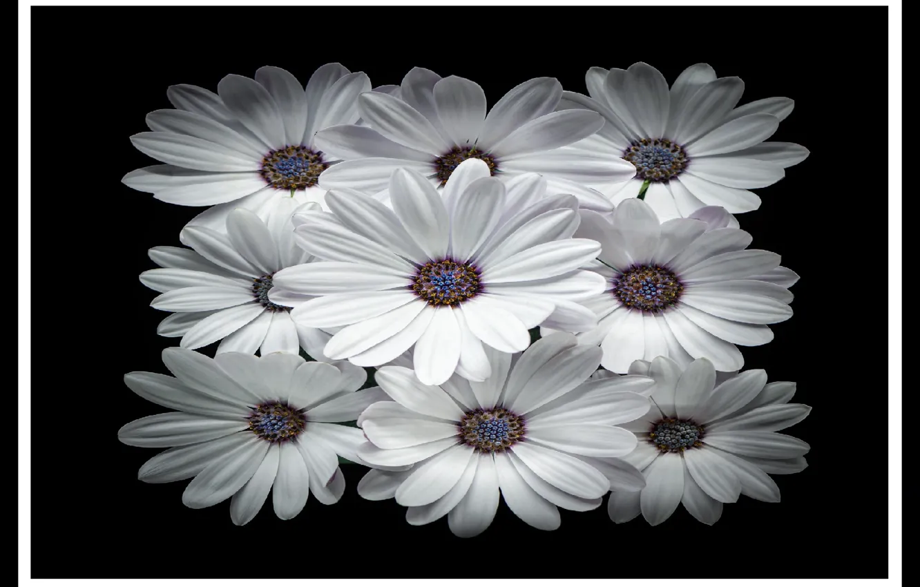 Photo wallpaper flowers, black&white, picture, flowers, Nine, for printing, for print