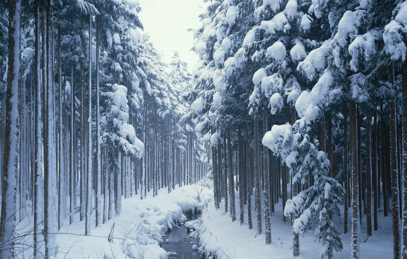 Photo wallpaper snow, trees, coniferous
