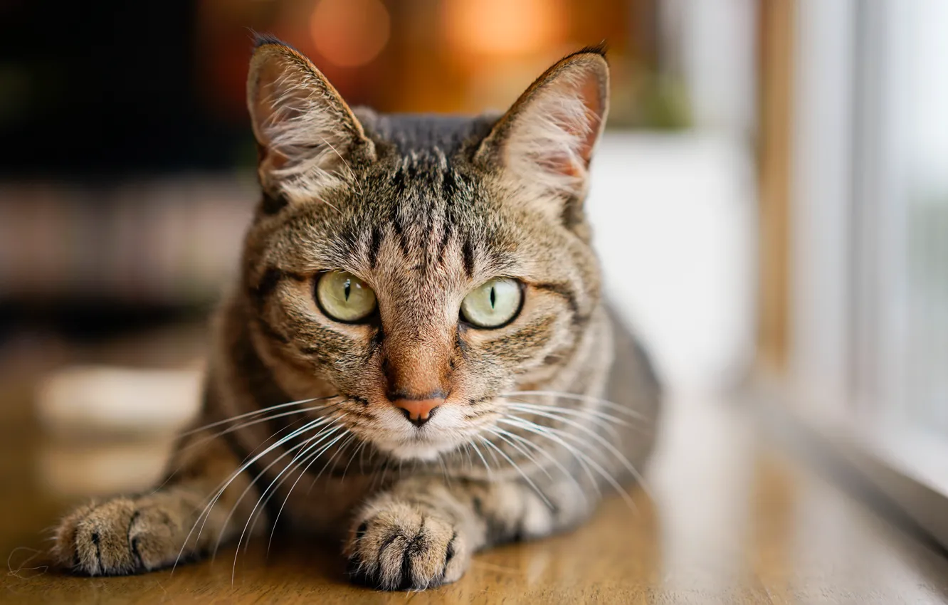 Photo wallpaper cat, look, muzzle, cat