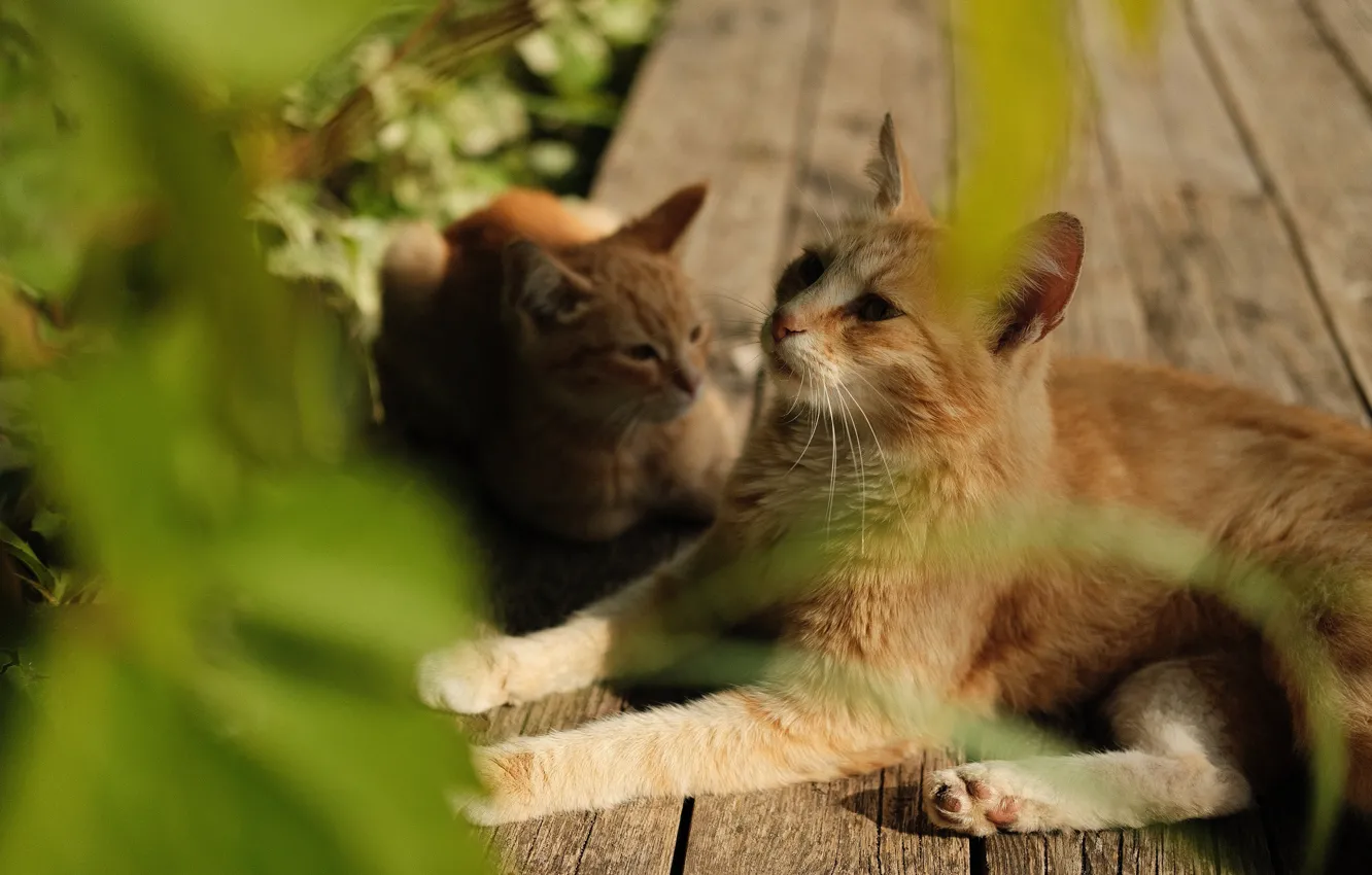 Photo wallpaper cat, cat, leaves, lies, red, kitty, bokeh
