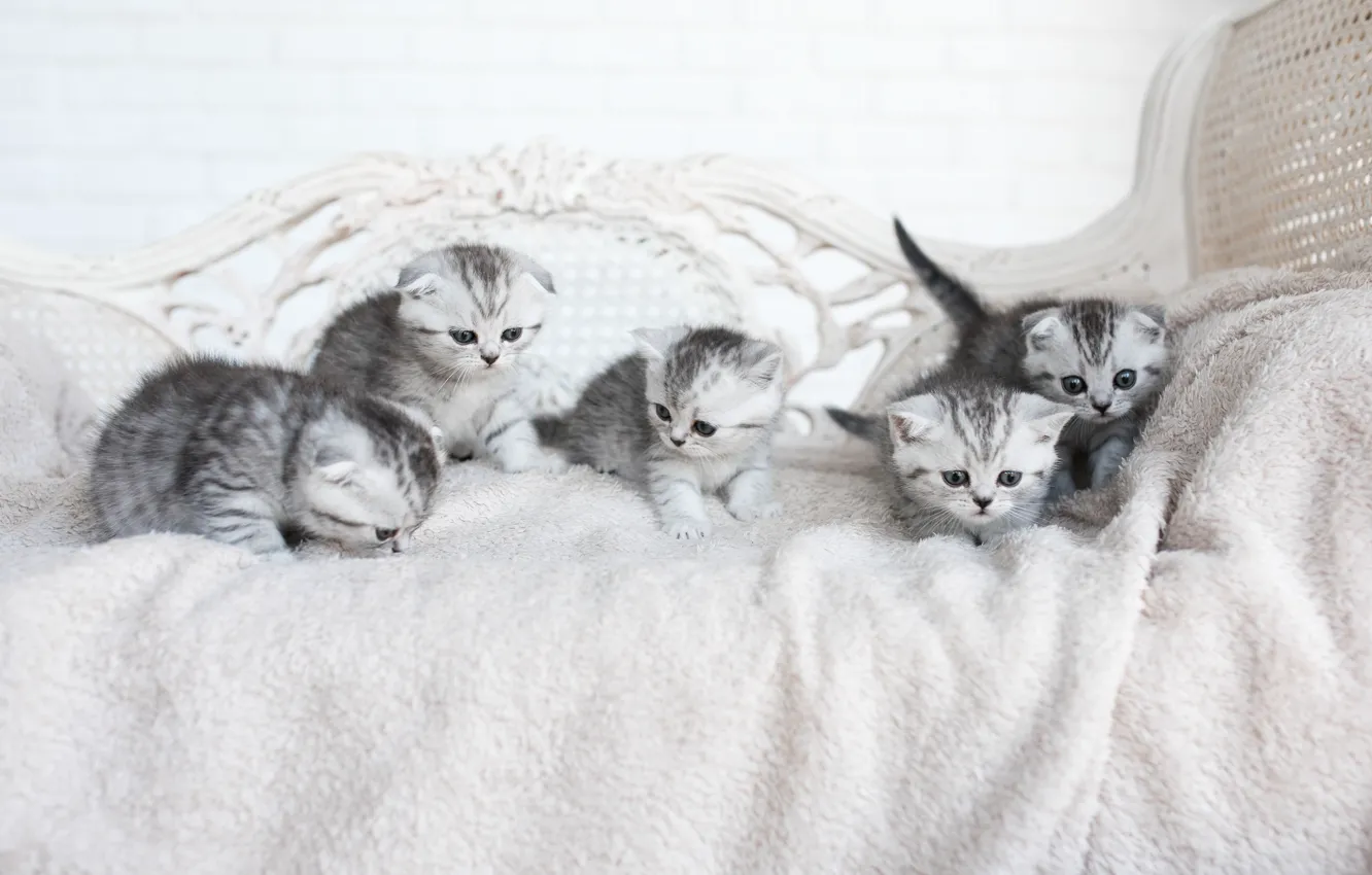 Photo wallpaper kittens, company, grey