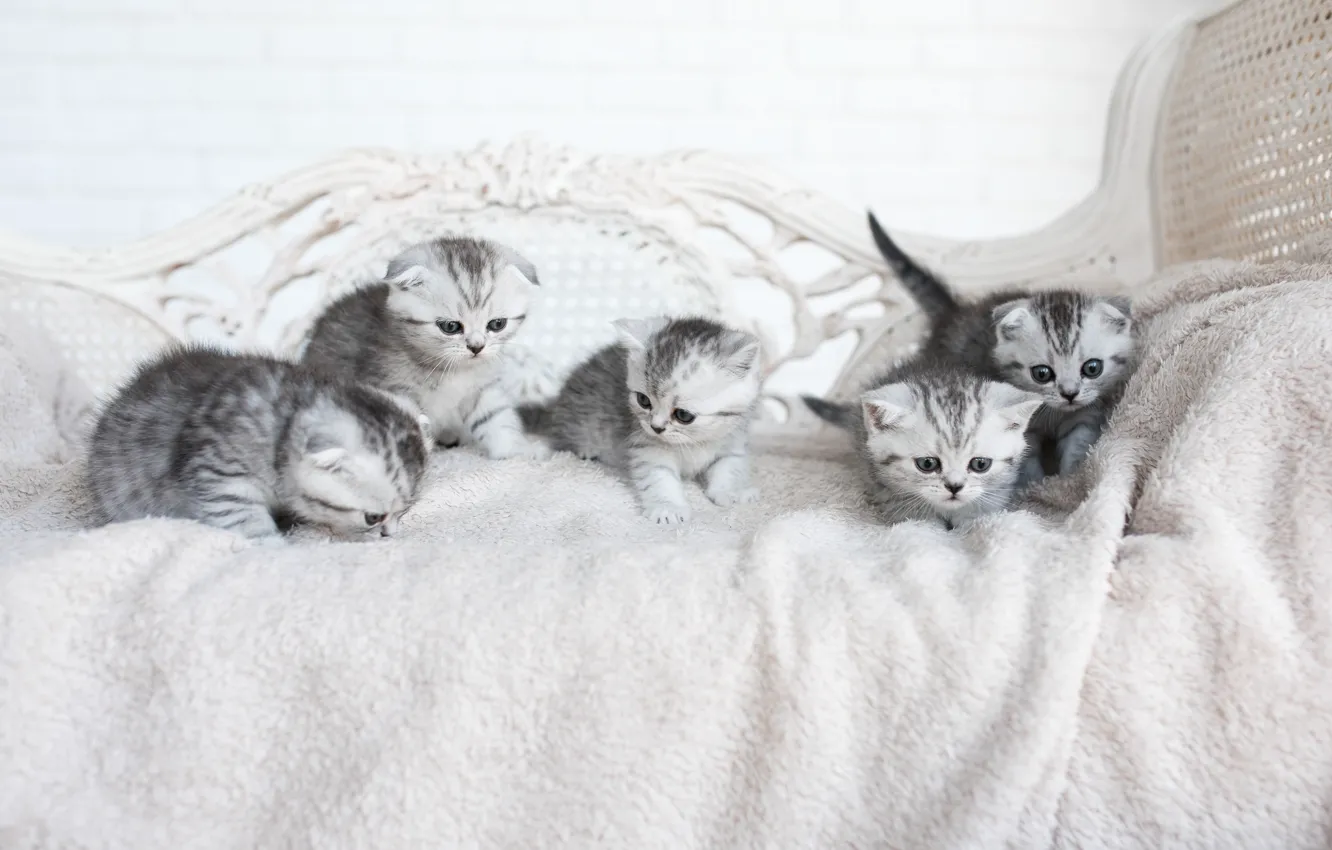 Photo wallpaper grey, kitty, company