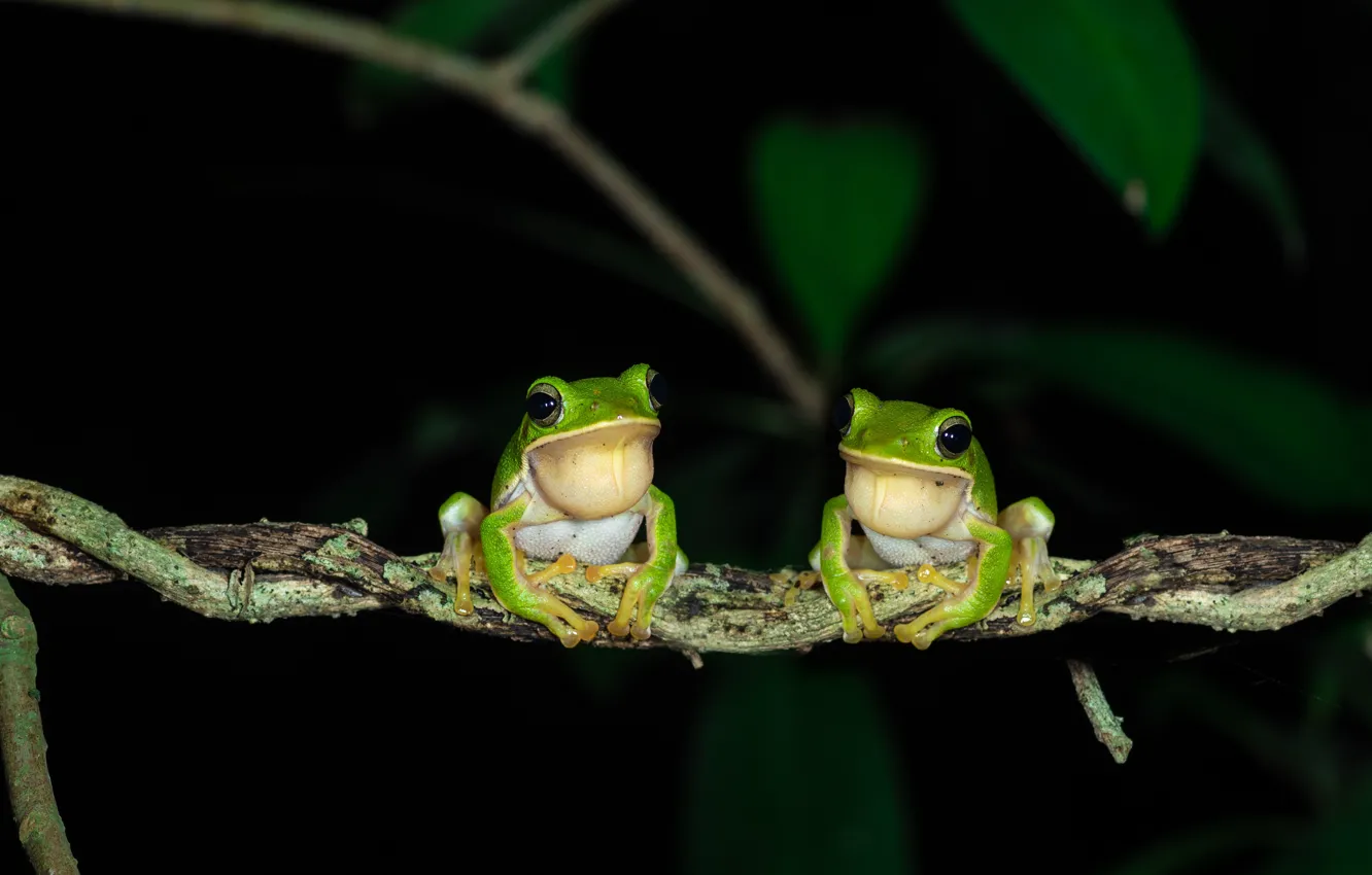 Photo wallpaper branches, frog, black background, a couple