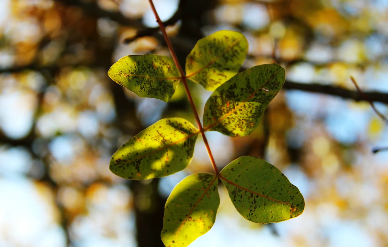 Photo wallpaper autumn, the sun, rays, trees, green, spring, leaves