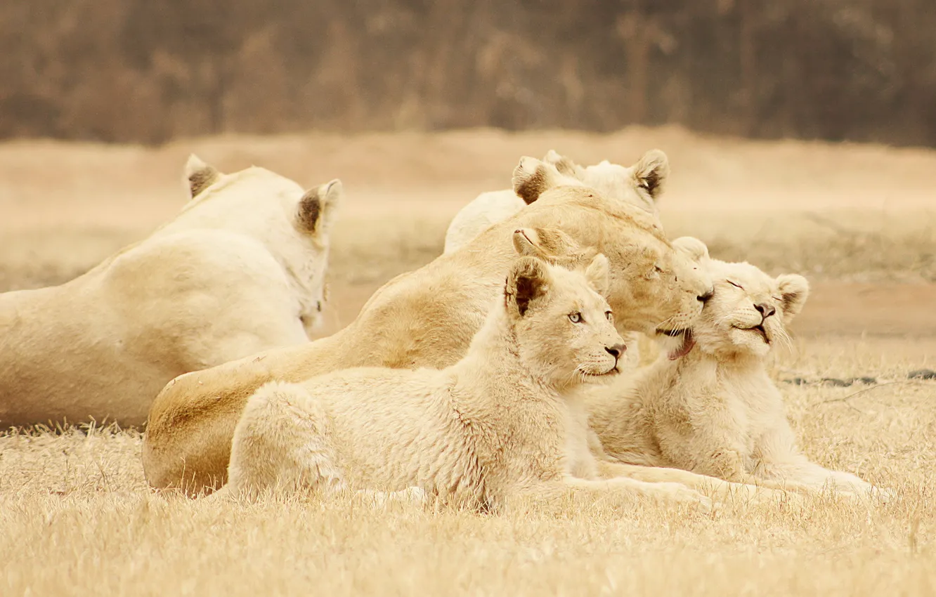 Photo wallpaper nature, background, lions