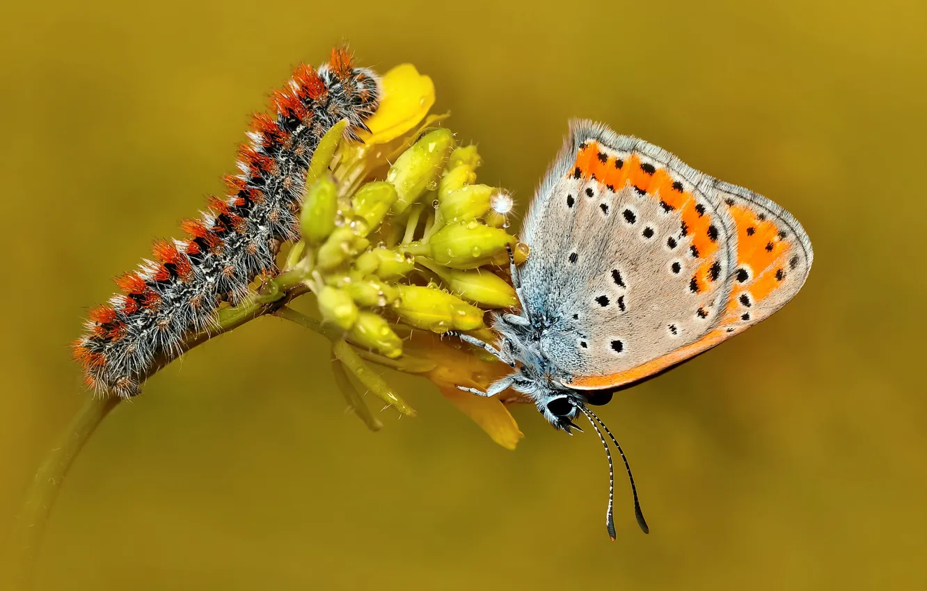 Photo wallpaper macro, flowers, caterpillar, butterfly, insect