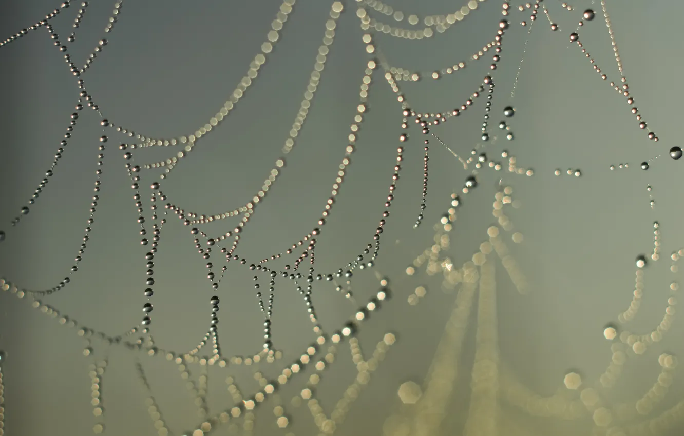 Photo wallpaper drops, macro, web, macro, bokeh, bokeh, drops