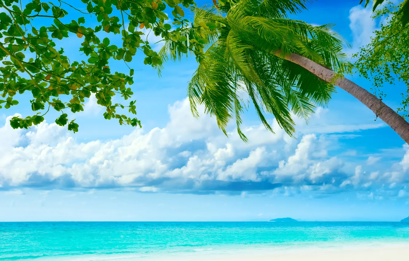 Photo wallpaper sea, palm trees, shore