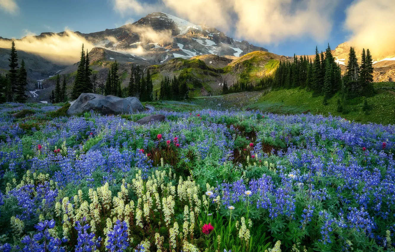 Photo wallpaper mountains, Washington, Mount Rainier, wildflowers