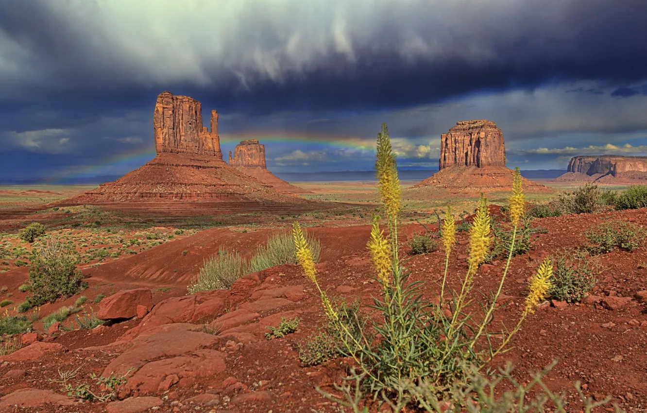 Photo wallpaper flowers, nature, rocks, desert