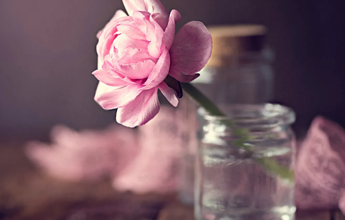 Photo wallpaper pink, petals, Bank, bokeh, Ranunculus