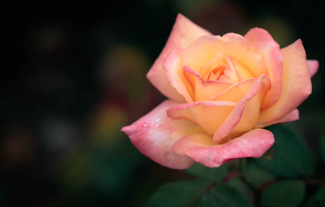 Photo wallpaper rose, petals, beauty