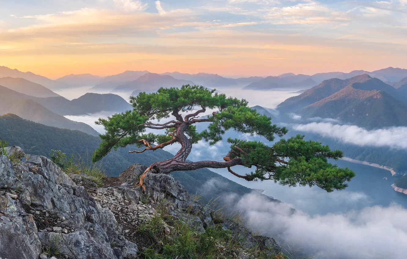 Photo wallpaper the sky, clouds, trees, mountains, fog, stones, rocks, branch