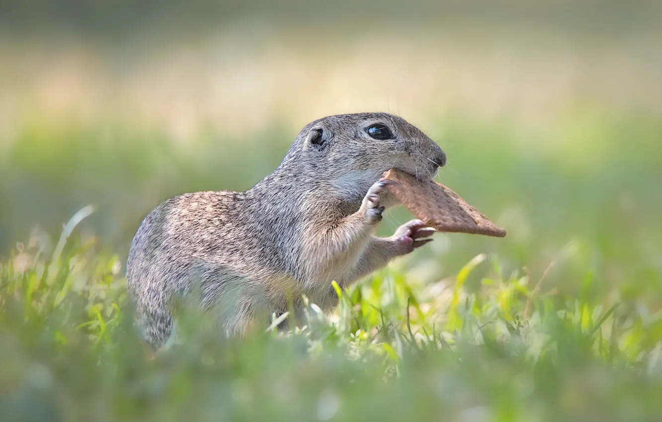 Photo wallpaper grass, cookies, gopher