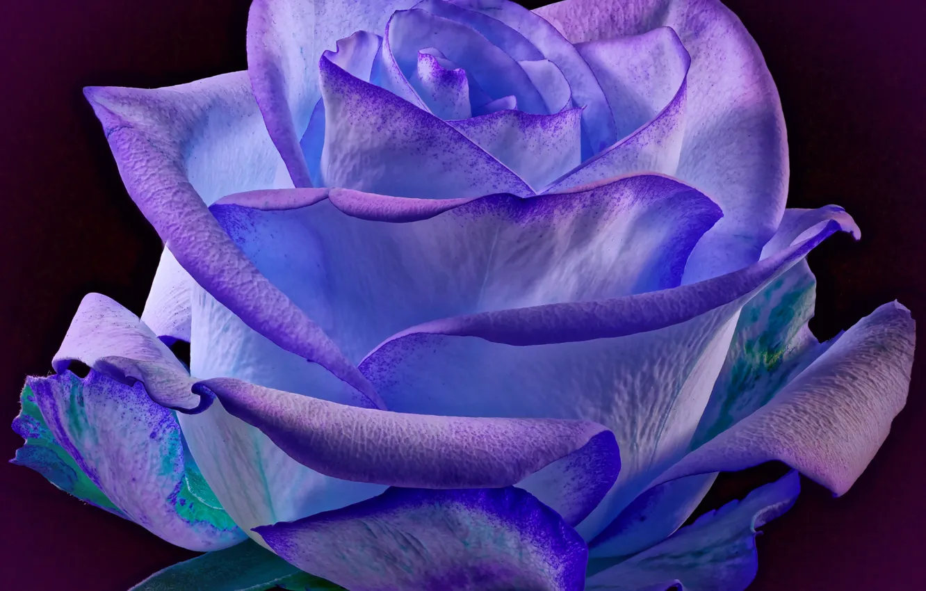 Photo wallpaper light, night, background, roses, vignette