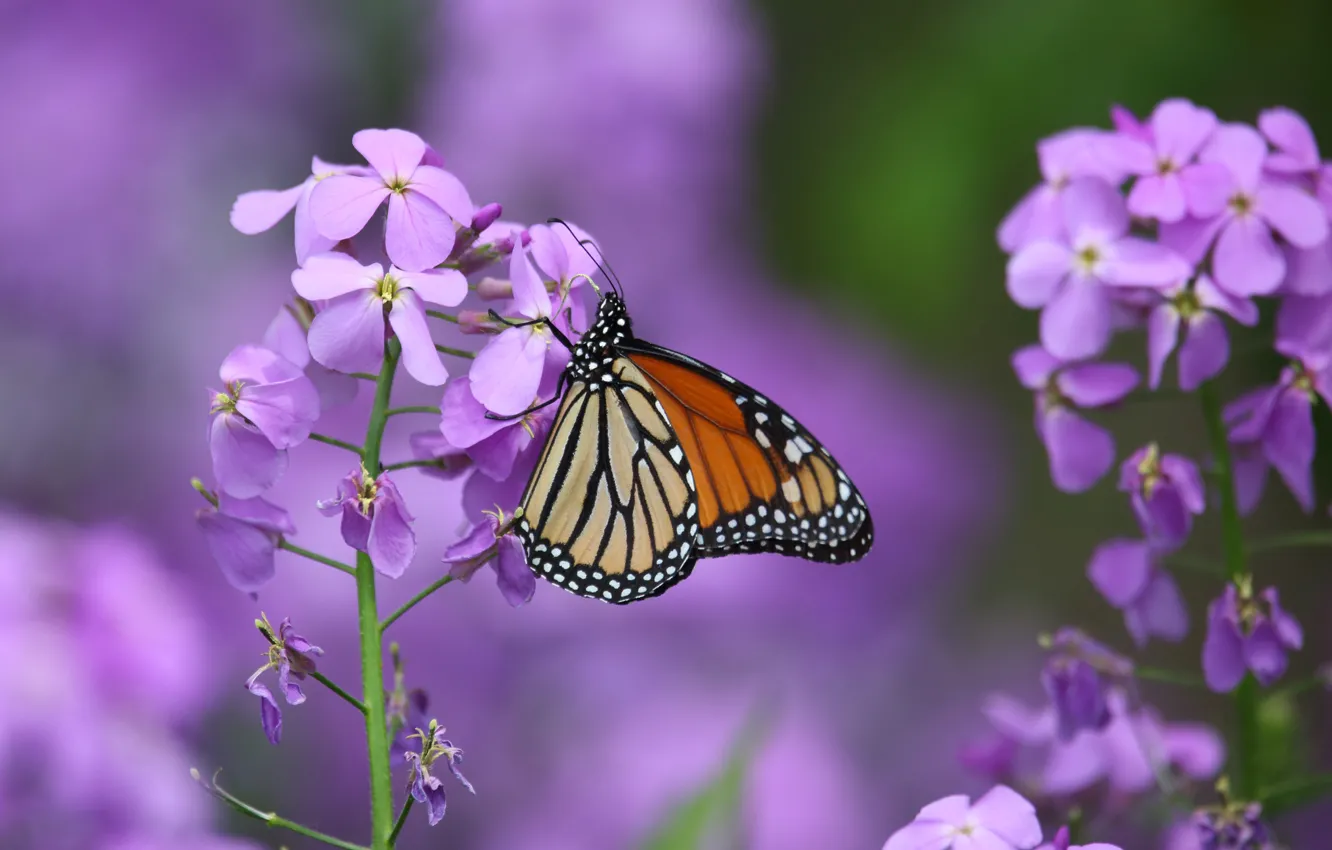 Photo wallpaper macro, flowers, butterfly, gillyflower, The monarch