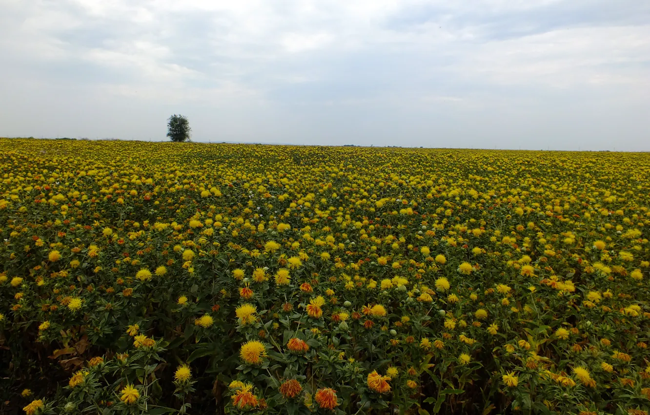 Photo wallpaper field, the sky, flowers, yellow, tree, Safflower