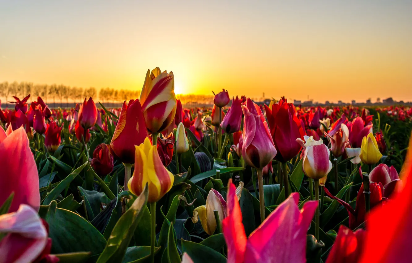 Photo wallpaper field, the sky, the sun, sunset, flowers, yellow, red, bright