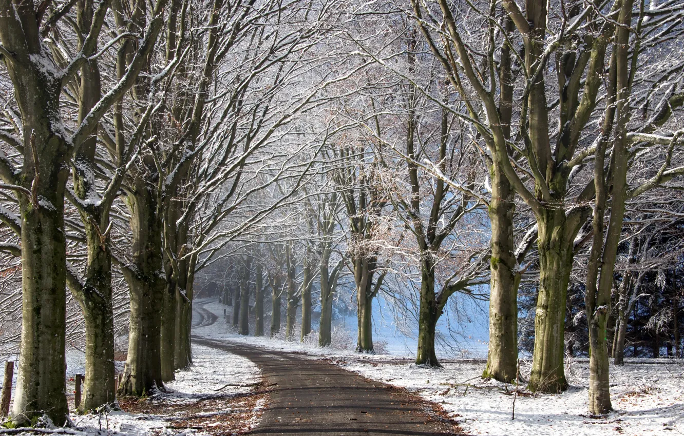 Photo wallpaper winter, road, trees