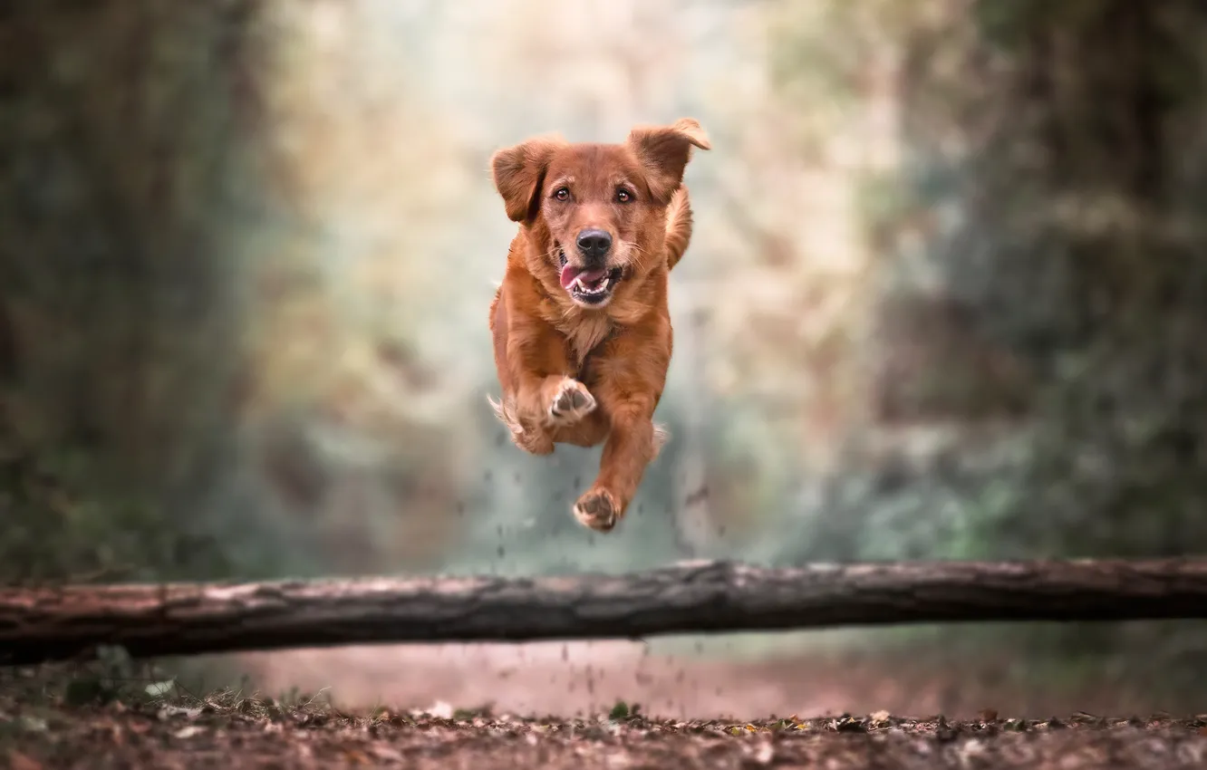 Photo wallpaper jump, dog, walk, log, bokeh, Golden Retriever, Golden Retriever