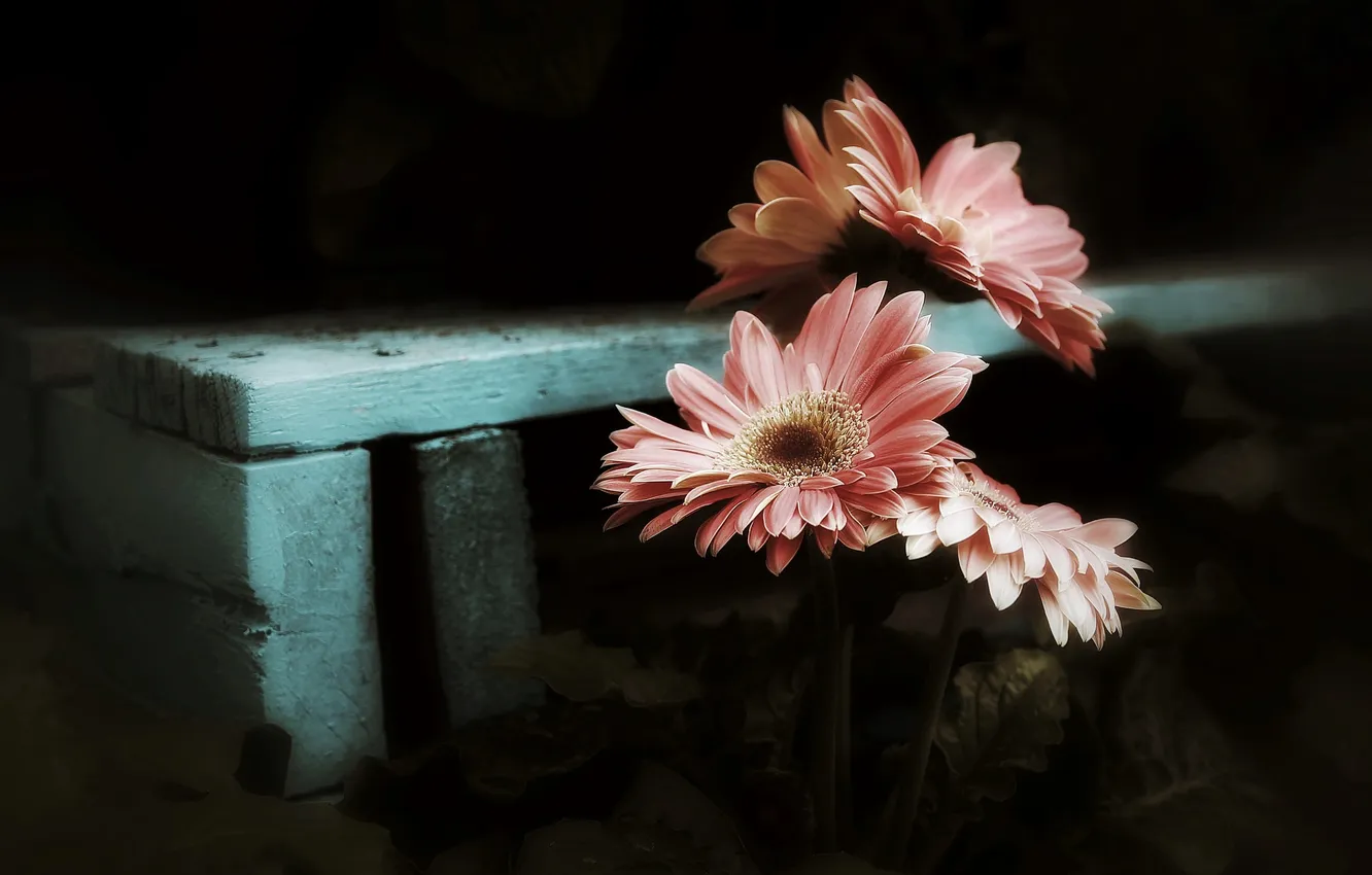 Photo wallpaper flowers, nature, background