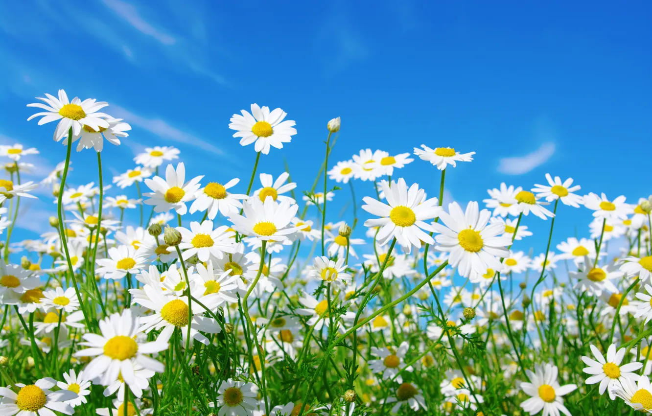Photo wallpaper the sky, chamomile, stem