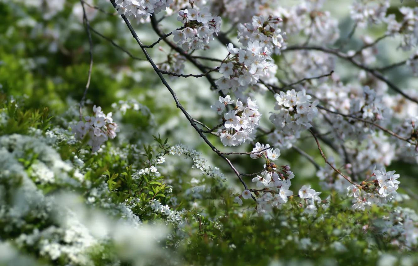 Photo wallpaper grass, trees, flowers, spring, white, flowering