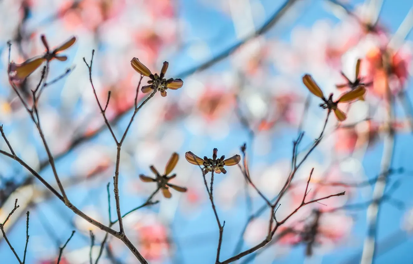 Photo wallpaper branches, nature, background