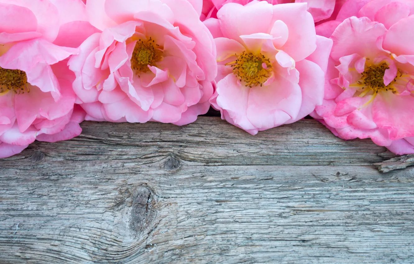 Photo wallpaper flowers, pink, buds, wood, pink, flowers, bud