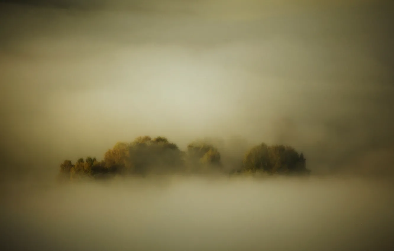 Photo wallpaper forest, trees, fog, shadow, forest, trees, cold, fog