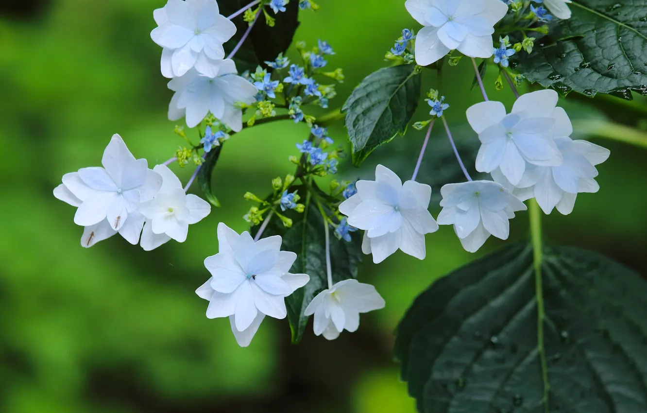Photo wallpaper macro, flowers, hydrangea