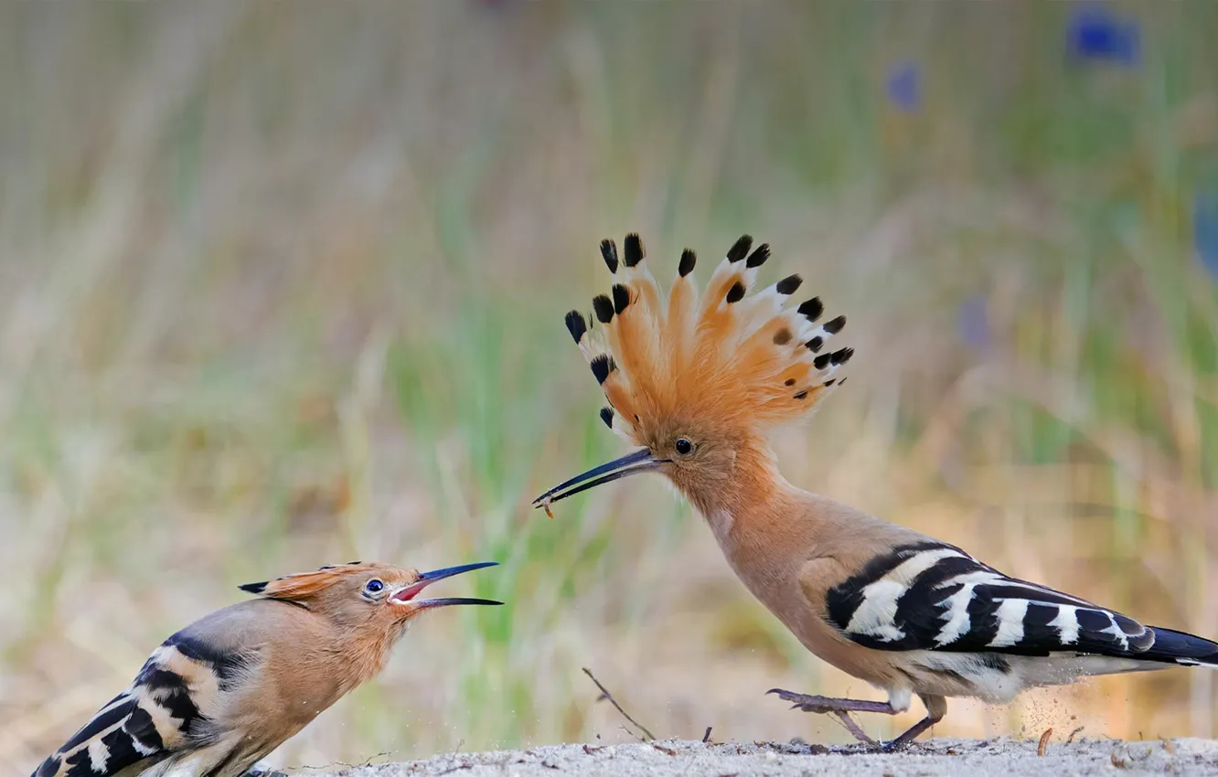 Photo wallpaper bird, Chicks, bokeh, hoopoe, reserve, crest, feeding, Saxony-Anhalt