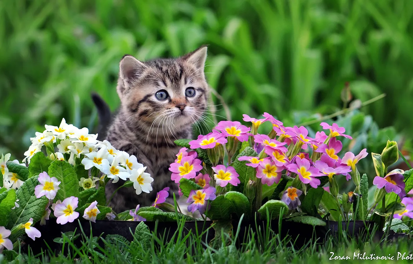 Photo wallpaper flowers, baby, kitty, Primula, by Zoran Milutinovic