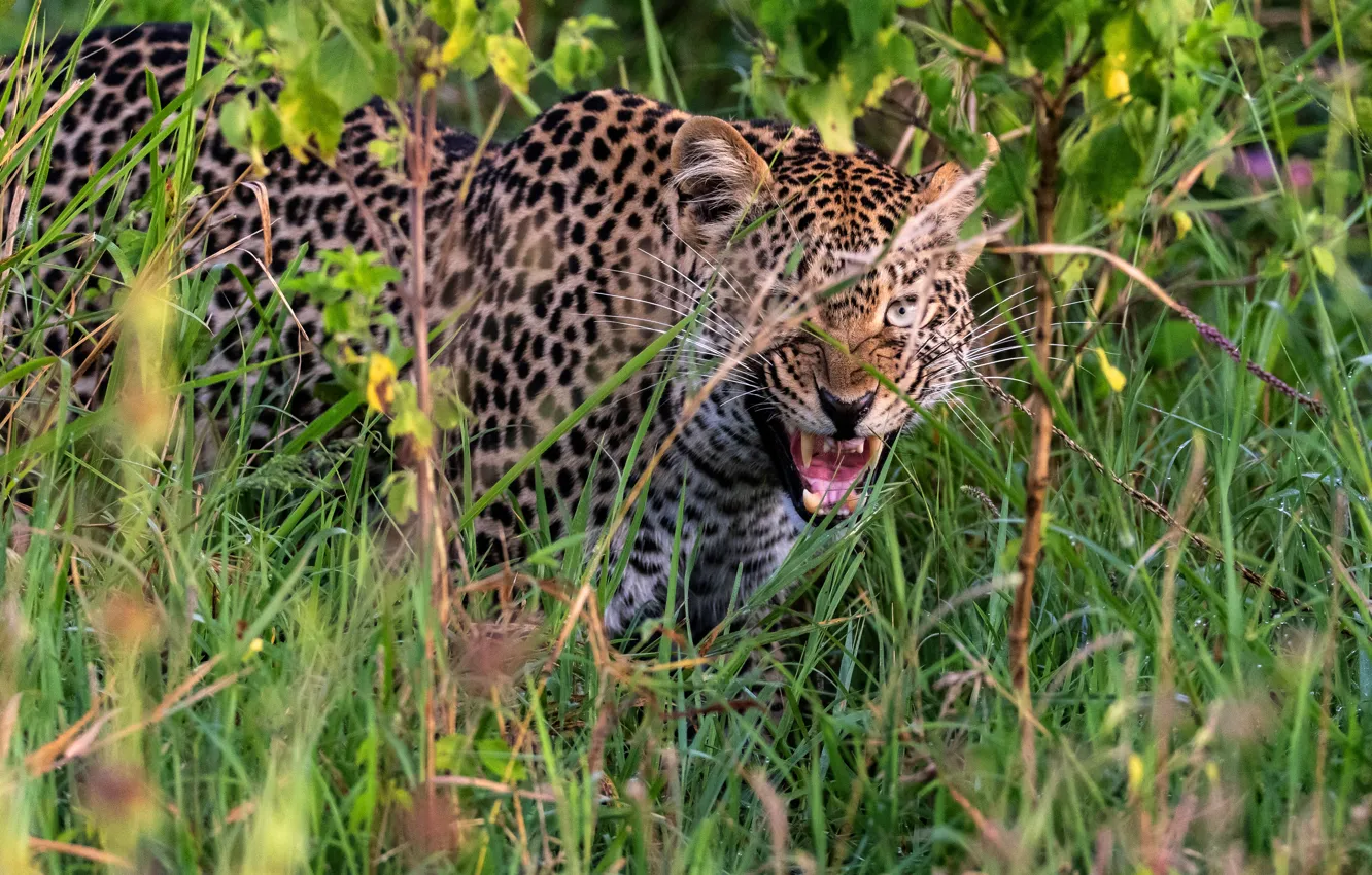 Photo wallpaper grass, look, leopard, grin