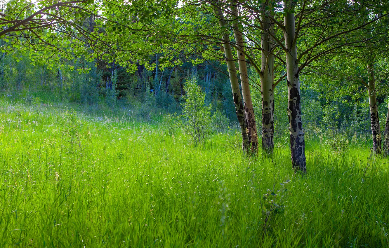 Photo wallpaper greens, forest, summer, grass, trees, branches, glade, foliage