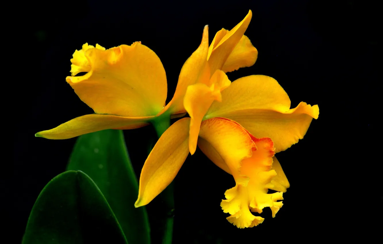 Photo wallpaper macro, petals, exotic