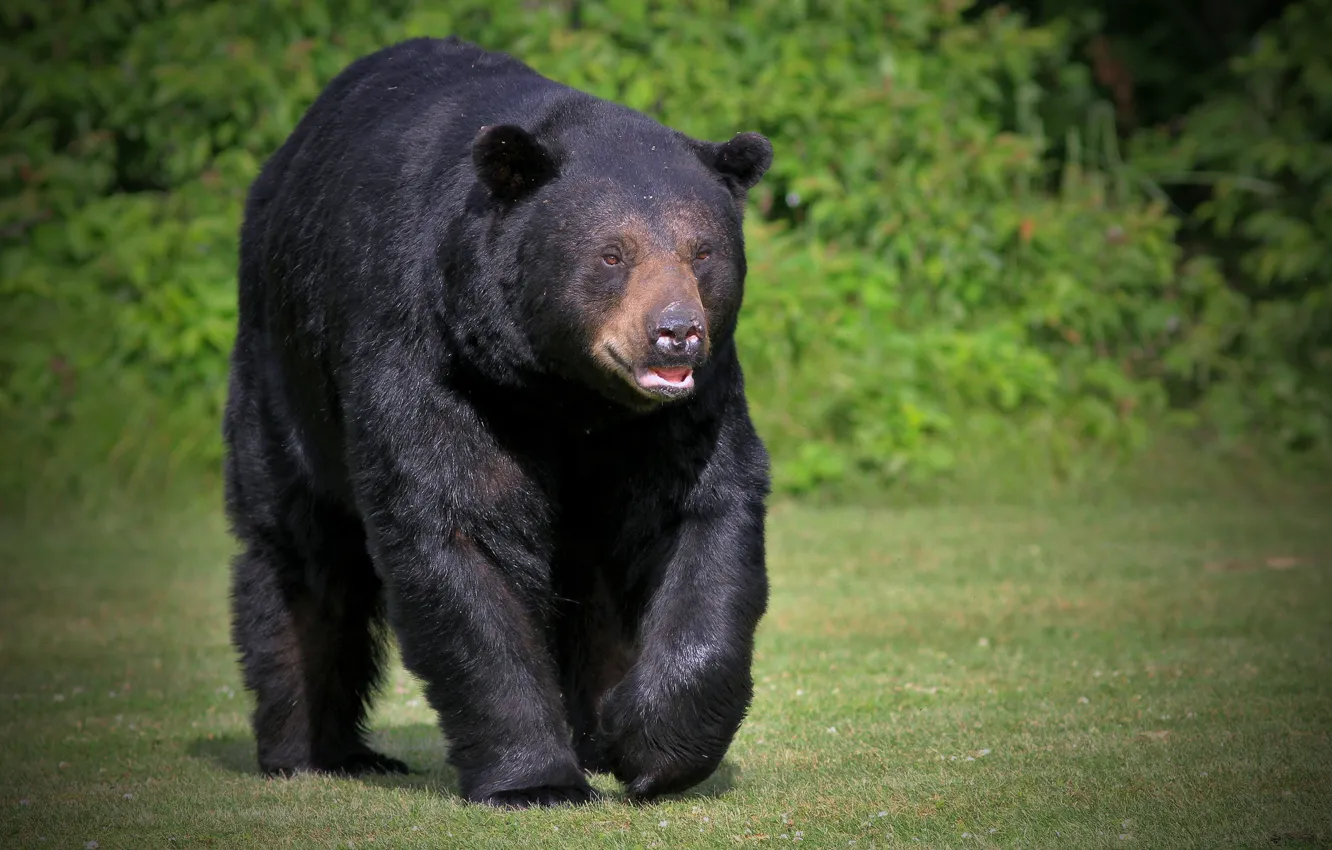 Photo wallpaper predator, wool, bear, large