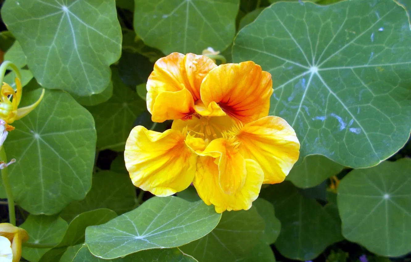 Photo wallpaper leaves, flowers, nasturtium