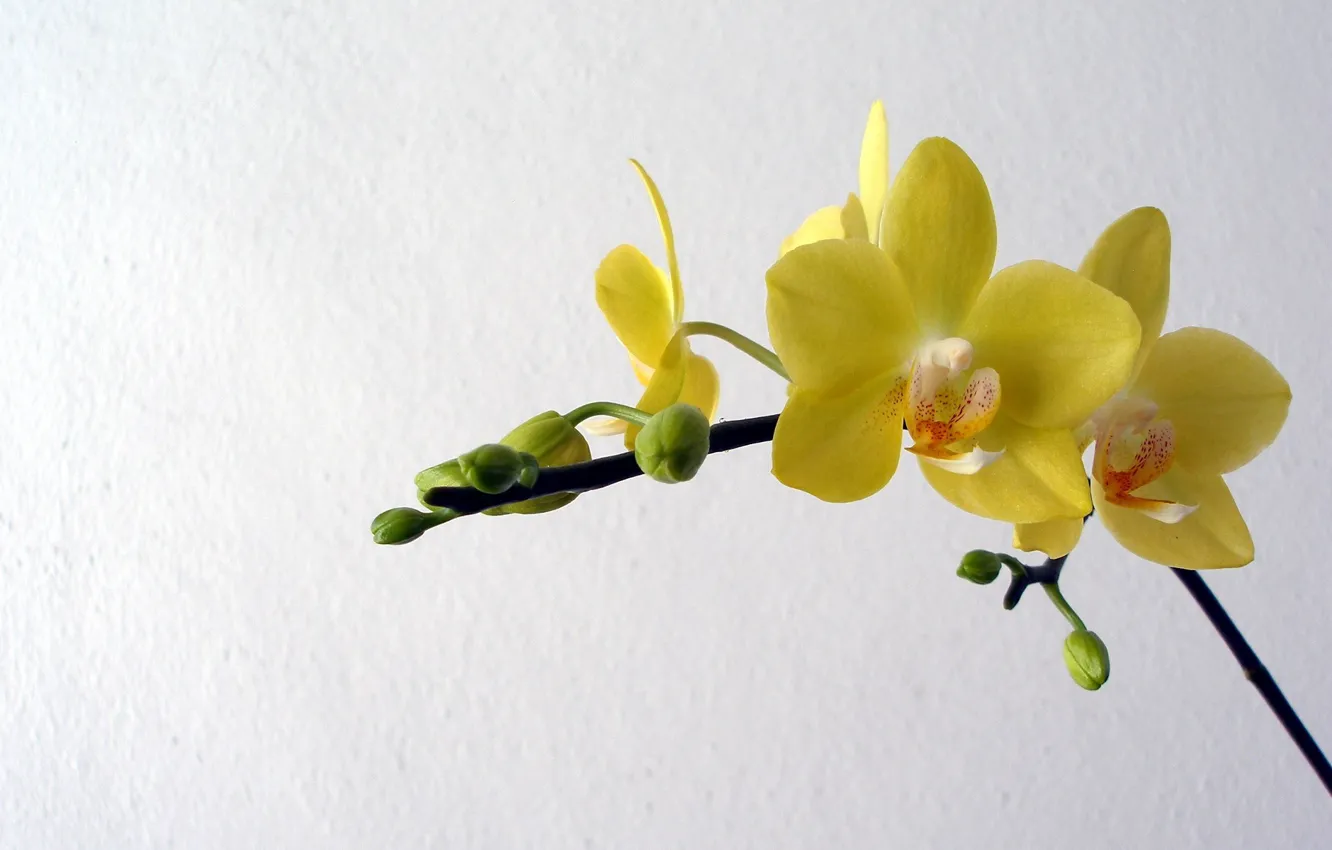 Photo wallpaper flowers, yellow, petals, Orchid