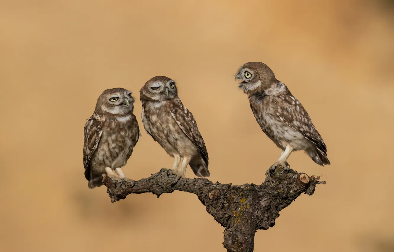 Photo wallpaper eyes, feathers, branch, Owls, the three stooges