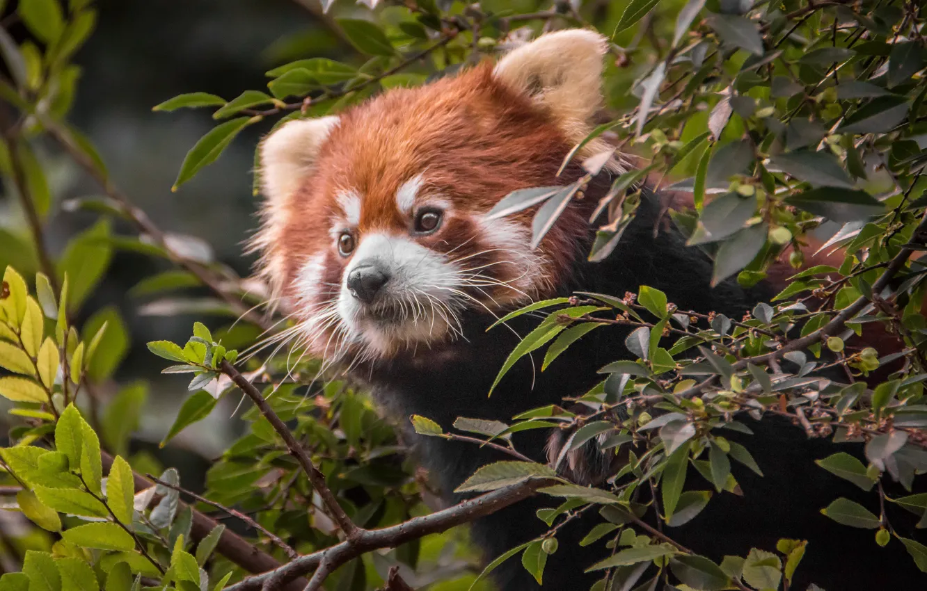 Photo wallpaper trees, branches, Panda
