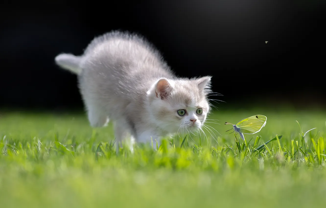 Photo wallpaper grass, butterfly, kitty, Svetlana Pisareva