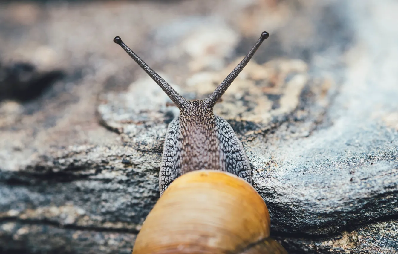 Photo wallpaper eyes, snail, sink, horn