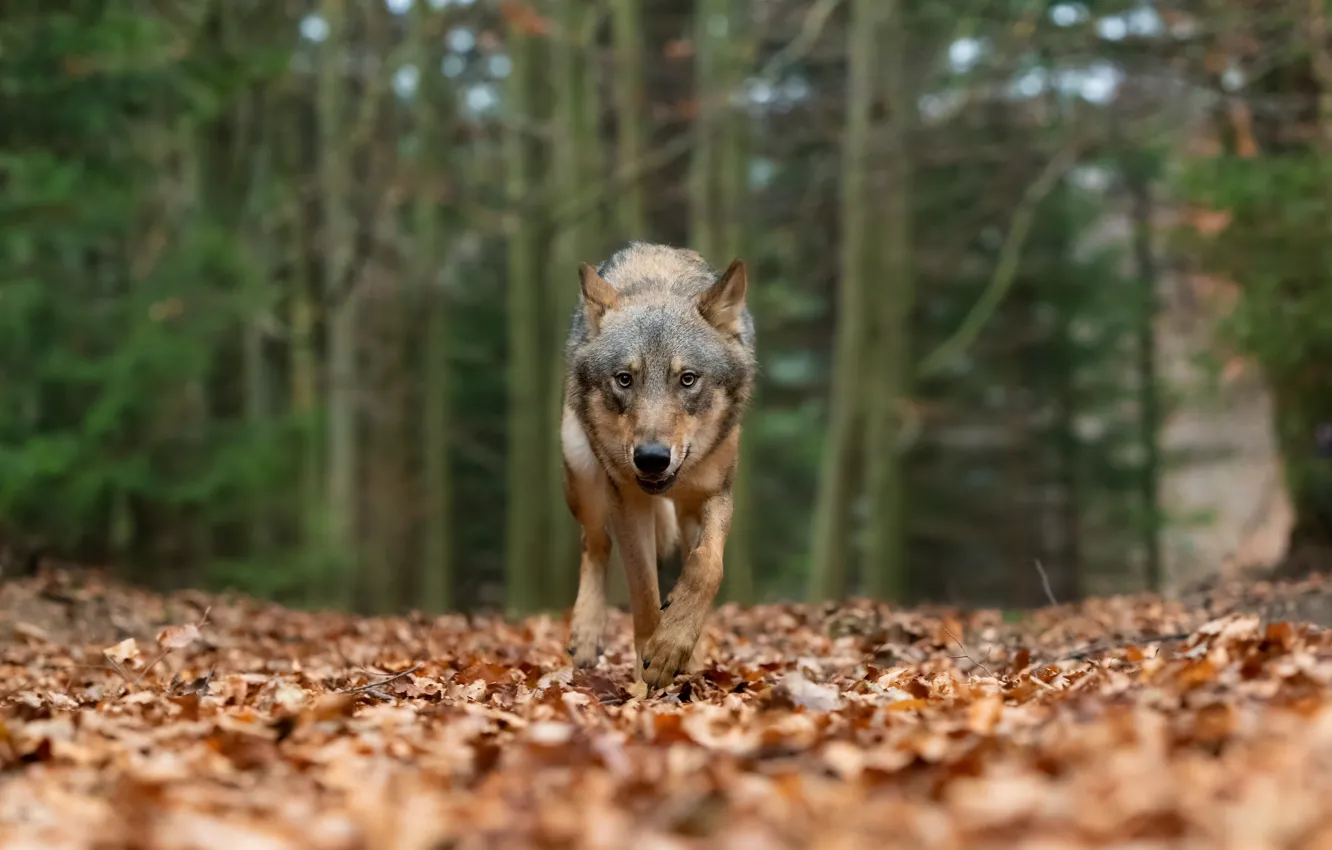 Photo wallpaper autumn, forest, look, nature, grey, foliage, wolf, walk