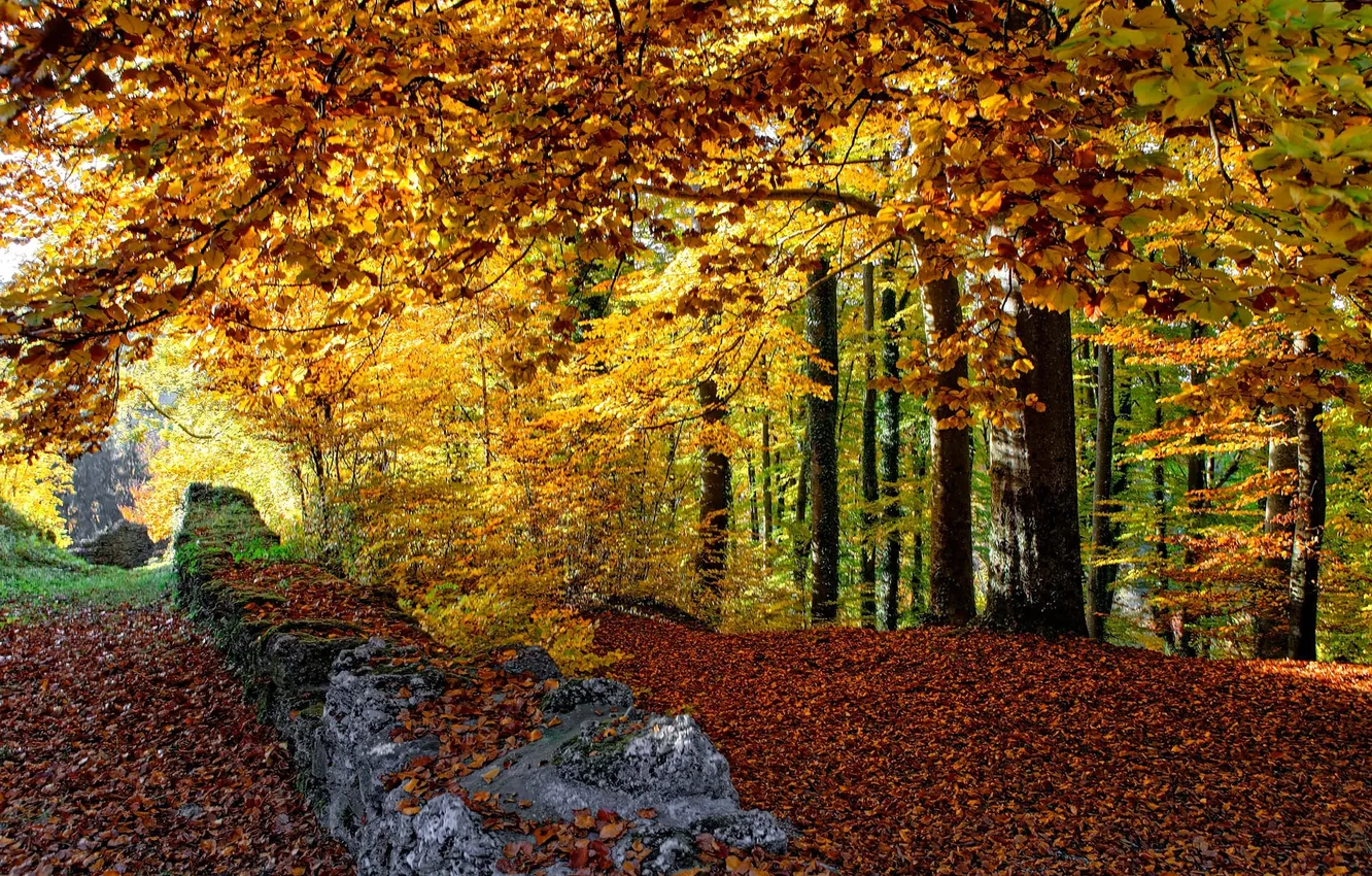 Photo wallpaper autumn, forest, leaves, trees, wall, the fence, Switzerland, Castle dumps