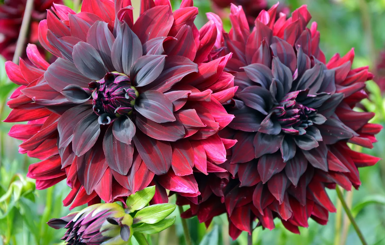 Photo wallpaper flowers, red, photo, Burgundy, dahlias