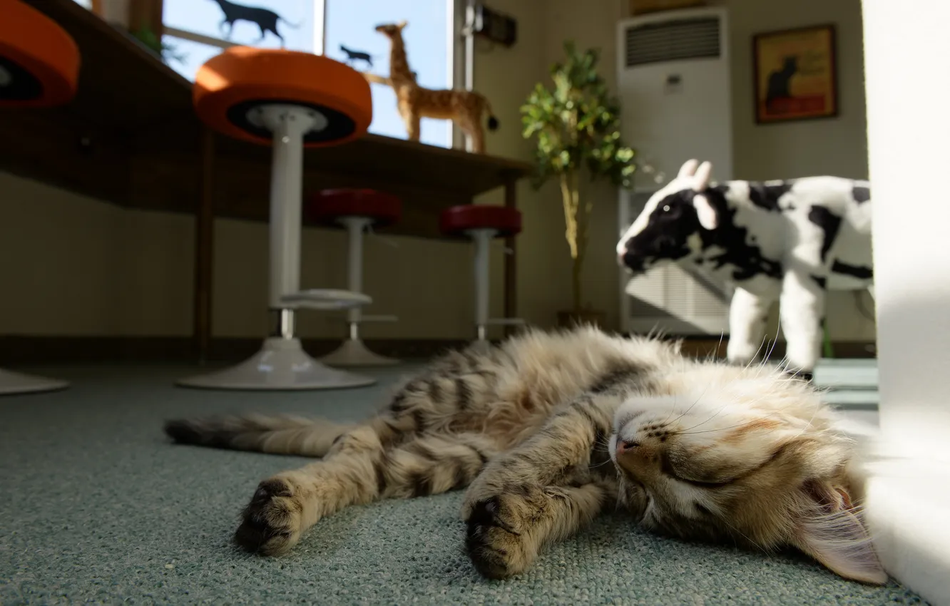 Photo wallpaper cat, cat, room, sleep, sleeping, lying