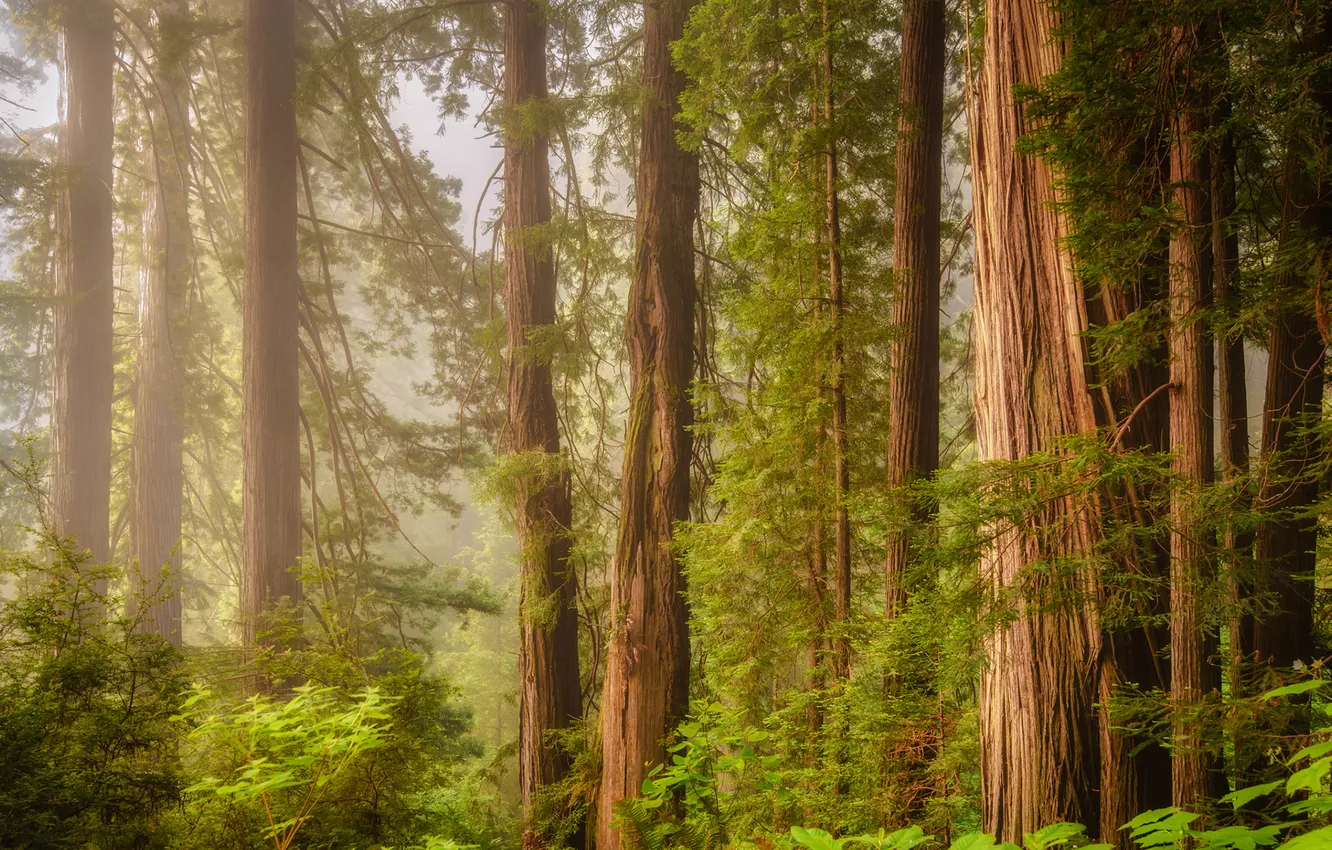 Photo wallpaper forest, tree, sequoia, redwood